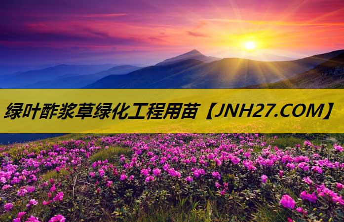 绿叶酢浆草绿化工程用苗