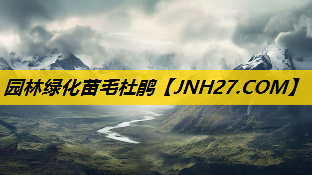 园林绿化苗毛杜鹃