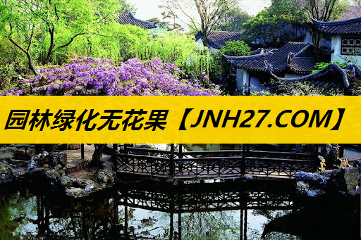 园林绿化无花果