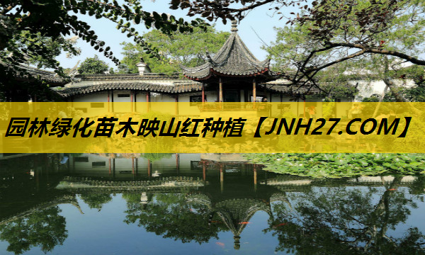 园林绿化苗木映山红种植