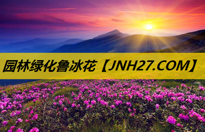 园林绿化鲁冰花