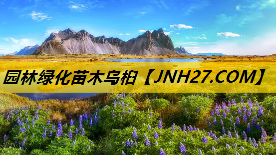 园林绿化苗木乌桕